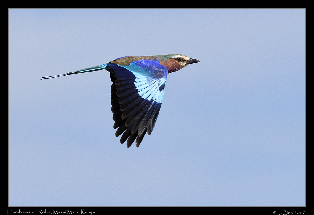 lilac_breasted_roller_1980a
