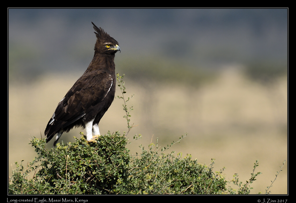 long_crested_eagle_2582a