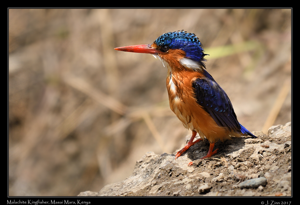 malachite_kingfisher_3379a