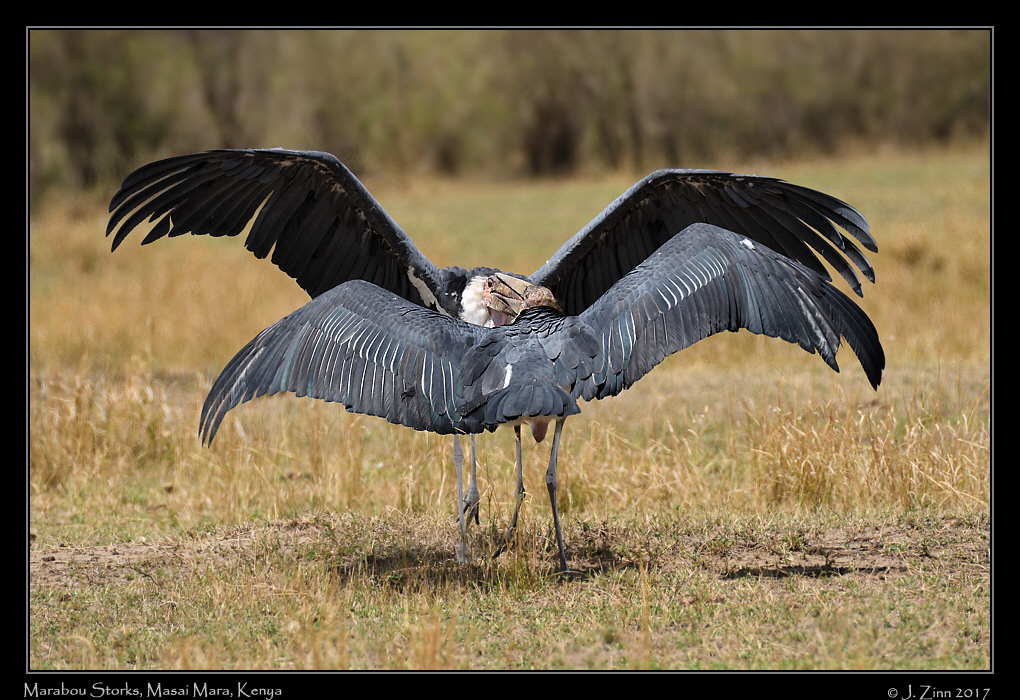 marabou_stork_2353a