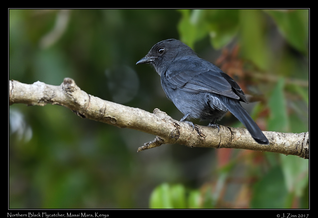 northern_black_flycatcher_2989a