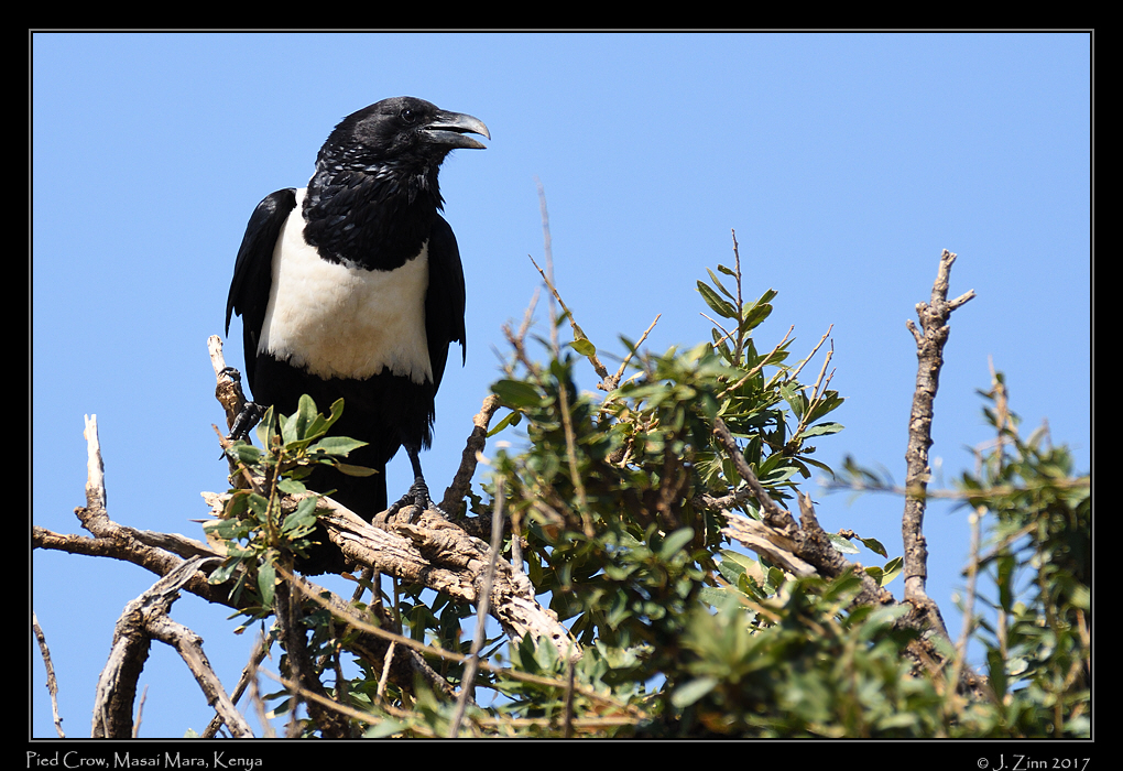 pied_crow_2676a