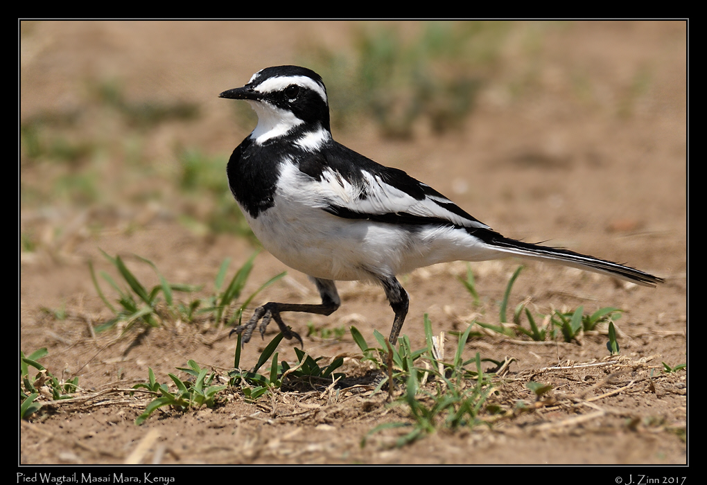 pied_wagtail_4409a