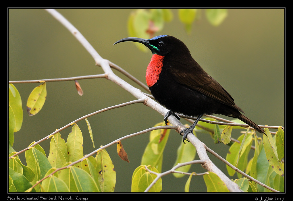 scarlet_chested_sunbird_5635a