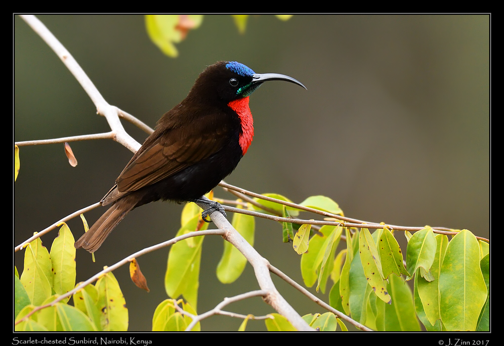 scarlet_chested_sunbird_5660a