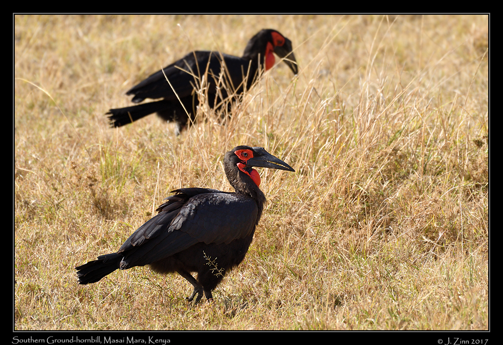 southern_ground_hornbill_2013a