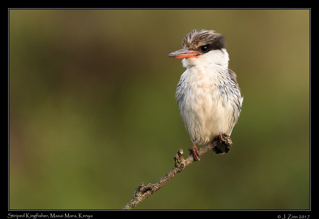 striped_kingfisher_4985b