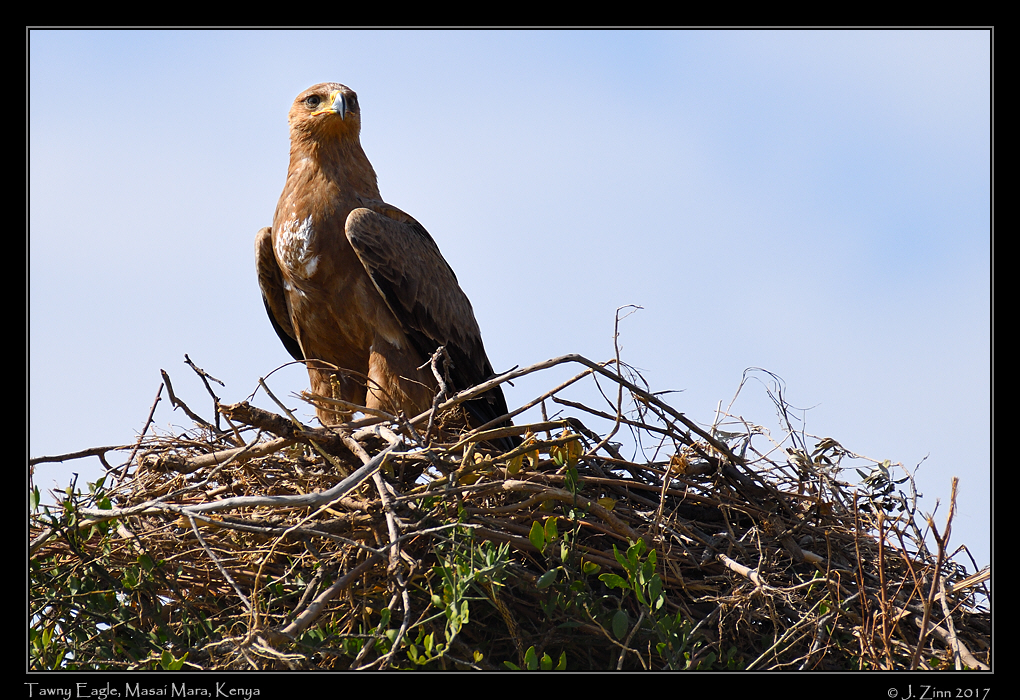tawny_eagle_2646a