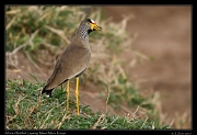  African Wattled Lapwing � J. Zinn