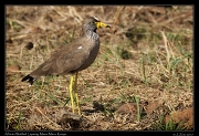  African Wattled Lapwing � J. Zinn