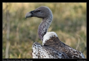  African White-backed Vulture � J. Zinn