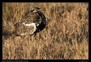  Black-bellied Bustard � J. Zinn