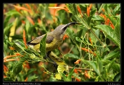  Bronze Sunbird (female) � J. Zinn