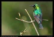  Double-collared Sunbird � J. Zinn