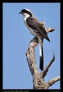  Gray-backed Fiscal � J. Zinn