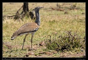  Kori Bustard � J. Zinn