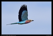  Lilac-breasted Roller � J. Zinn