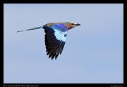  Lilac-breasted Roller � J. Zinn