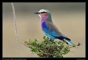  Lilac-breasted Roller � J. Zinn