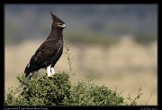  Long-crested Eagle � J. Zinn