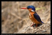  Malachite Kingfisher � J. Zinn