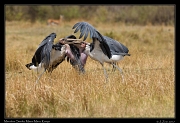  Marabou Storks fighting � J. Zinn