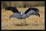  Marabou Storks Fighting � J. Zinn