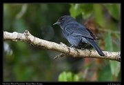  Northern Black Flycatcher � J. Zinn