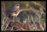  Northern Wheatear � J. Zinn