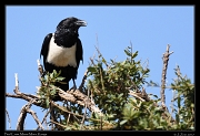  Pied Crow � J. Zinn