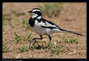  Pied Wagtail � J. Zinn
