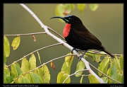  Scarlet-chested Sunbird � J. Zinn