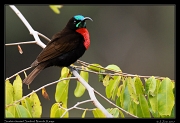  Scarlet-chested Sunbird � J. Zinn