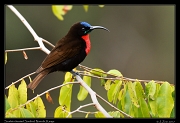  Scarlet-chested Sunbird � J. Zinn