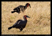  Southern Ground-hornbill � J. Zinn