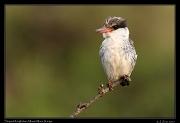  Striped Kingfisher � J. Zinn