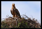  Tawny Eagle on nest � J. Zinn