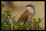  White-browed Coucal � J. Zinn