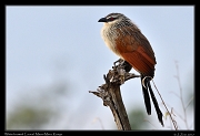  White-browed Coucal � J. Zinn