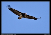  White-headed Vulture � J. Zinn