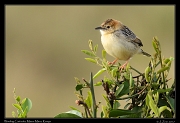  Winding Cisticola � J. Zinn