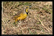  Yellow-throated Longclaw � J. Zinn