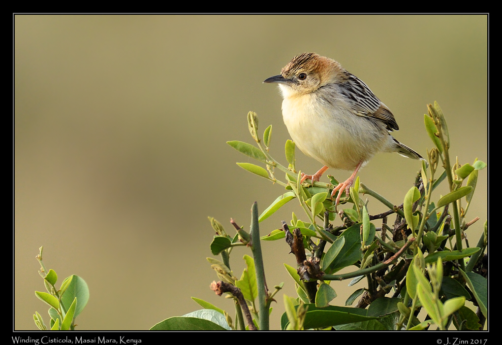 winding_cisticola_2533a