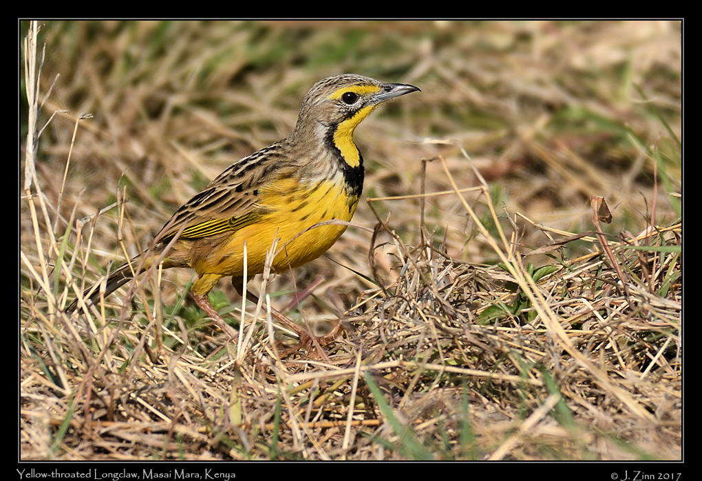 yellow_throated_longclaw_2560a