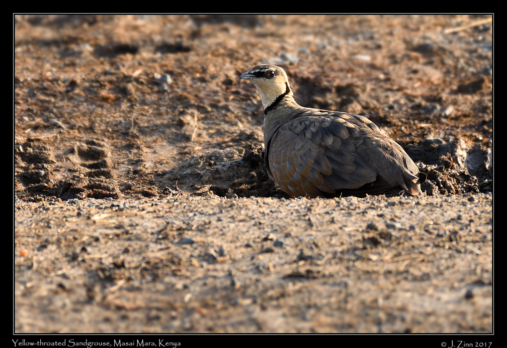 yellow_throated_sandgrouse_3118a