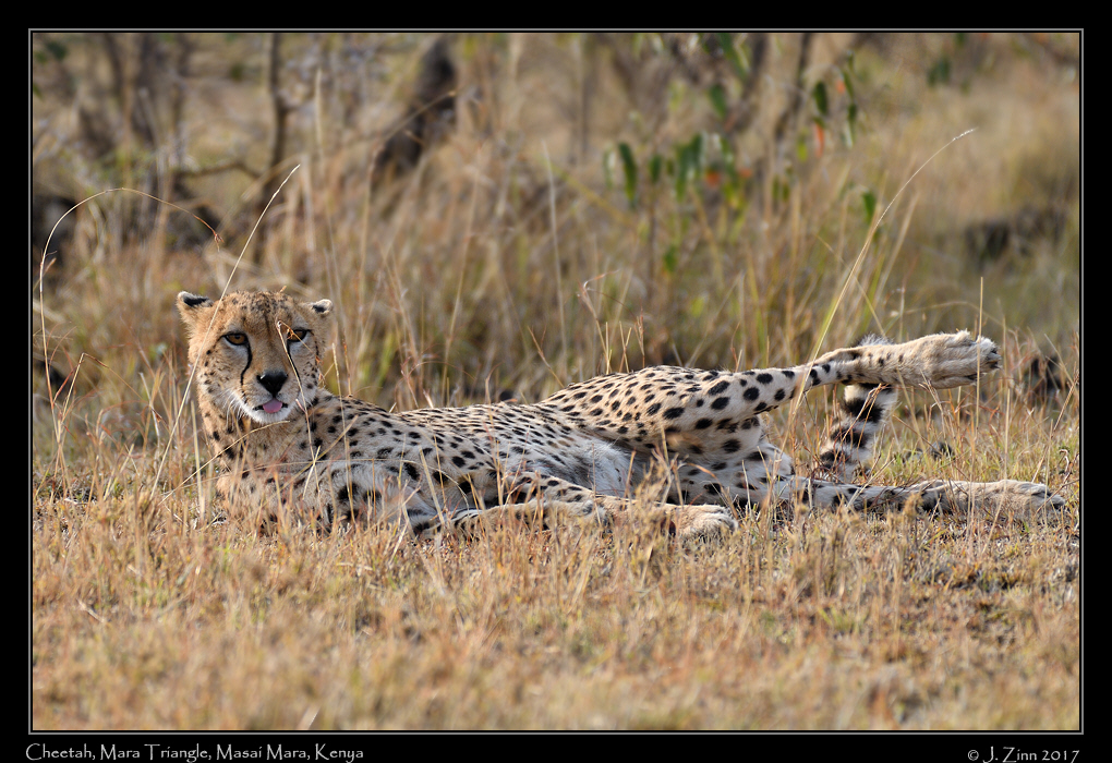 cheetah_JZ5_1858a
