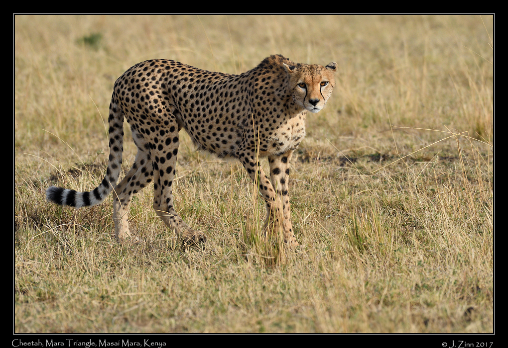 cheetah_JZ5_1904a