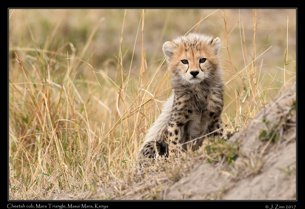 cheetah_JZ5_3519a