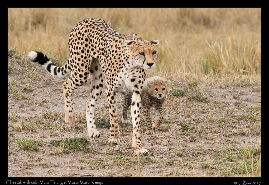 cheetah_JZ5_3637a