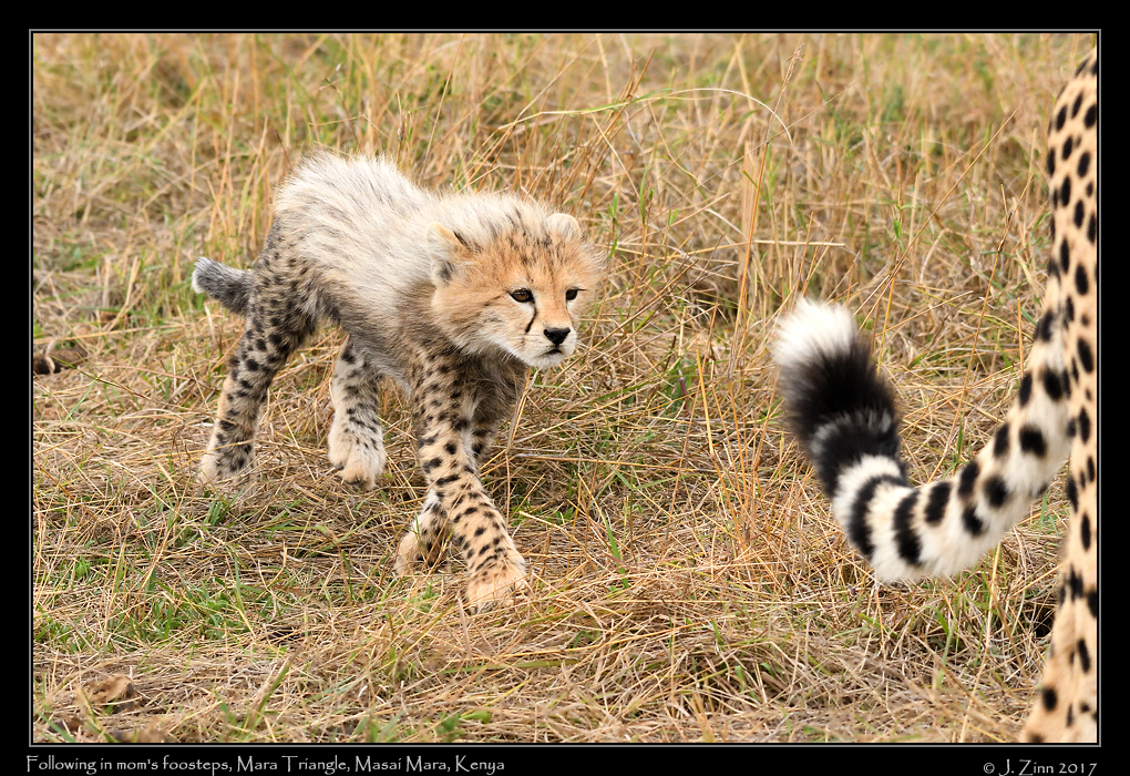 cheetah_JZ5_3672a